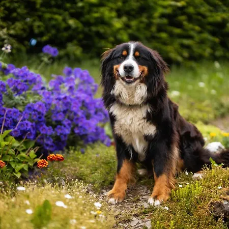 Apartment Berghof Steimel Schmallenberg