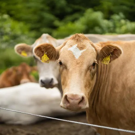 Berghof Steimel * Schmallenberg